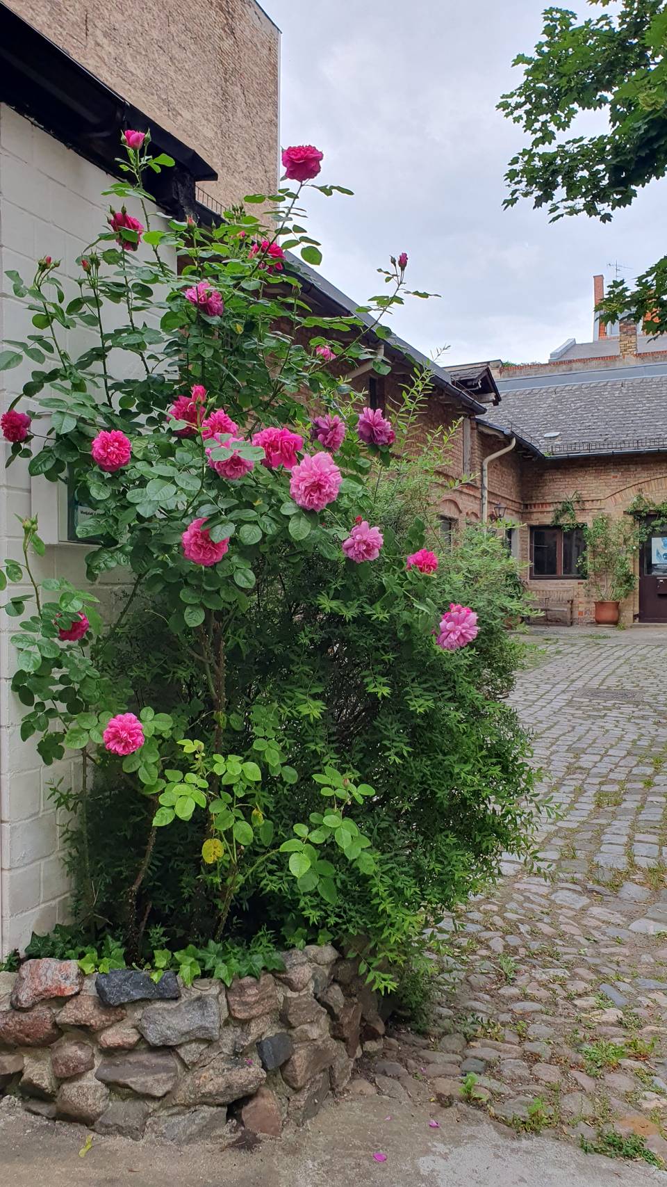 Der Hof mit Rosenstrauch, Kopfsteinpflaster und Backsteinbauten
